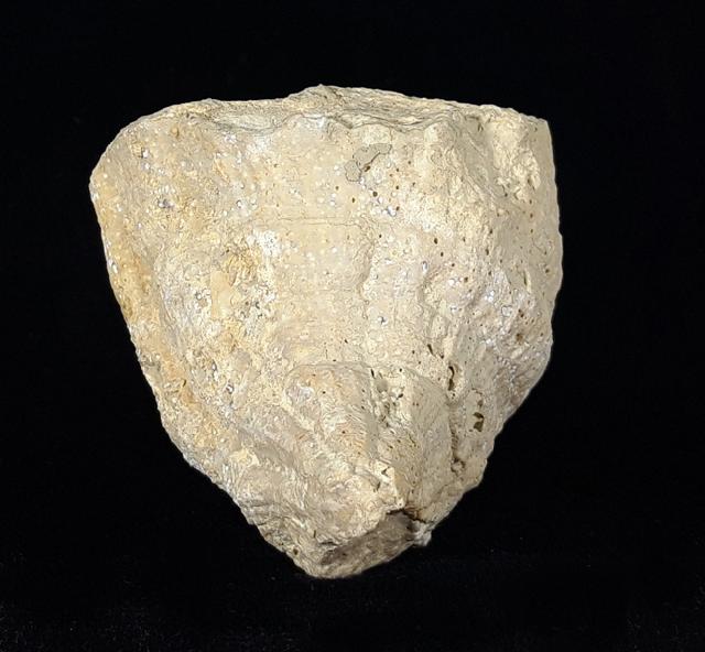Vaccinites vesiculosa (WOODWARD 1855) - Bild © FossNet FossilienStore